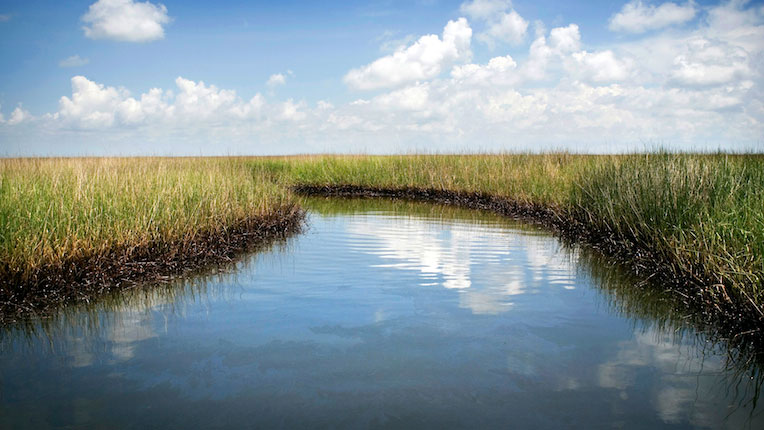 Mississippi Delta Wetland Loss